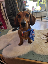 Honden sjaal /bandana blue retro