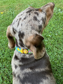 Nata'chien halsband  fruttelina kralen xs10 leder fruttelini