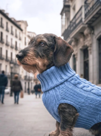 Tqel sweater  s m l teckel  maltipoo chihuahua york