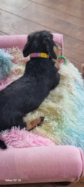 Nata'chien halsband kralen xs12 leder fruttelini