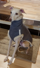 Windhond  saluki whippet sweater pels /bon grijs xxs