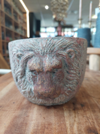 Pot bruin met leeuwekop
