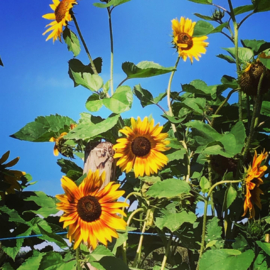 Helianthus, Zonnebloem Esther