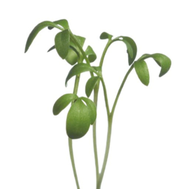 Microgreens, Tuinkers