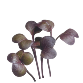Microgreens, Radijs Rode Daikon