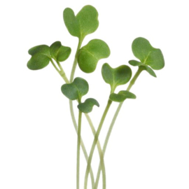 Microgreens, Boerenkool Westlandse Herfst