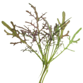 Microgreens, Mosterd Red Frills