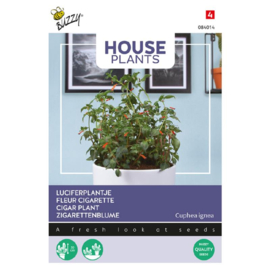 Luciferplantje