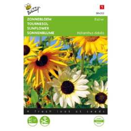 Helianthus, Zonnebloem Esther