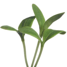 Microgreens, Borage (komkommerkruid)