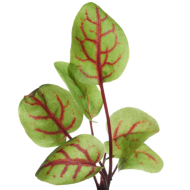 Microgreens, Bloedzuring