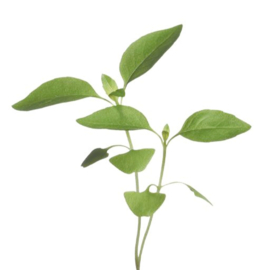 Microgreens, Citroenbasilicum