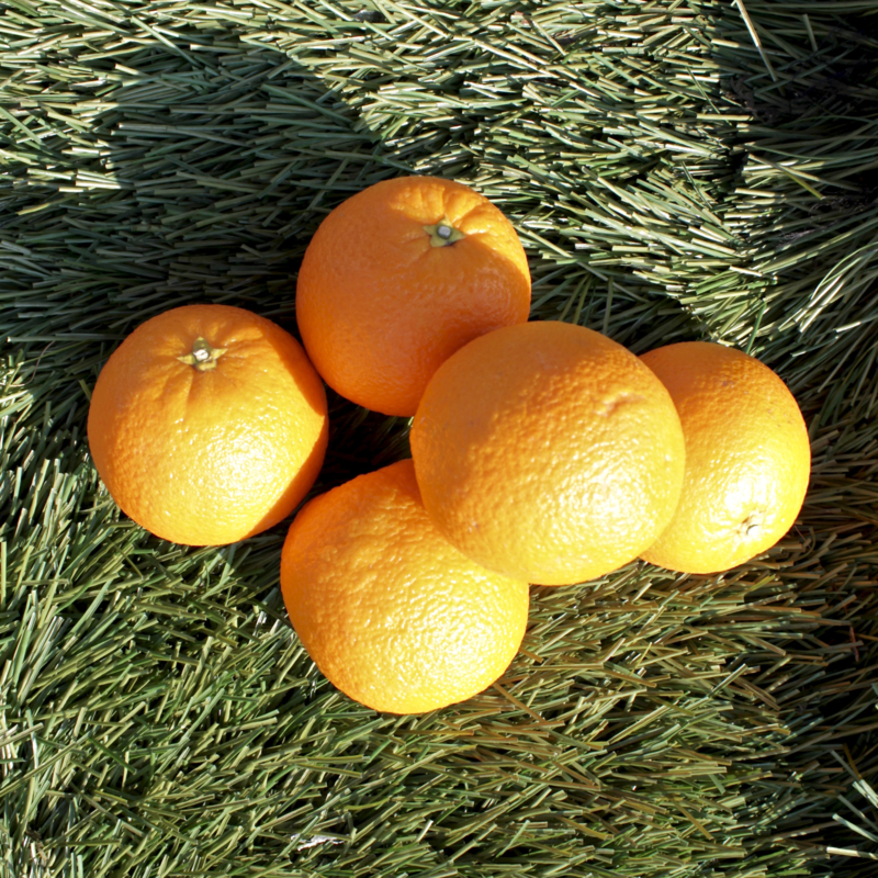 Perssinaasappelen (15 kg, +-88 stuks)