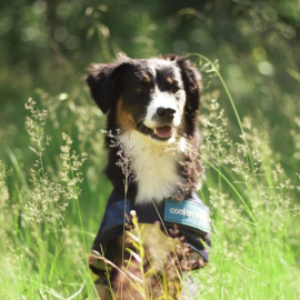 Cooling Dog Coat - Back on Track