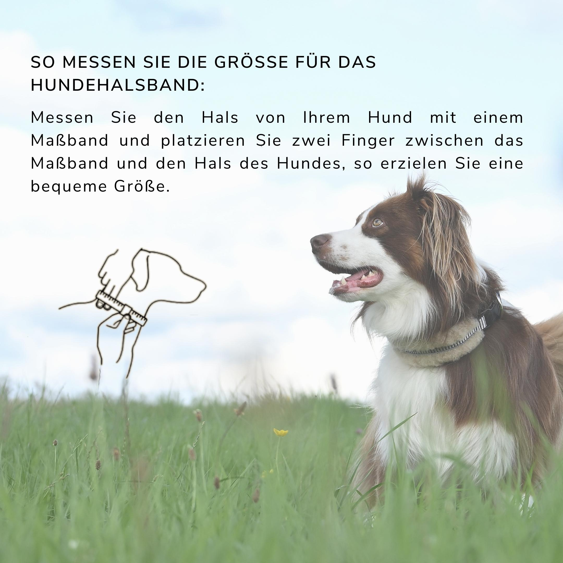 Hondenhalsband - Werner Christ