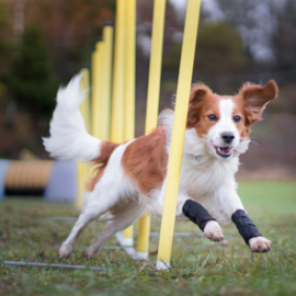 Honden Peesbeschermer - Back on Track 