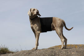Honden Rugbeschermer - Back on Track