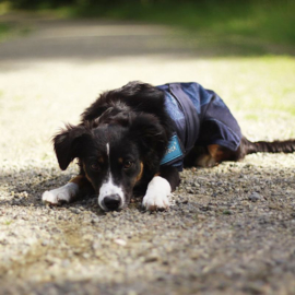 Cooling Dog Coat - Back on Track