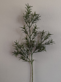 Asparagus groen tak 77 cm
