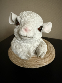 Lammetje in hoed