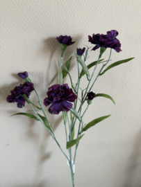 Dianthus  70 cm