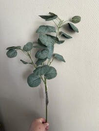 Eucalyptus takken