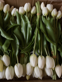 Tulpen real touch ivoor 36 cm