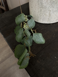 eucalyptus met bloei