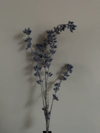 Strepto carpus