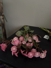 Bosje daisy pink