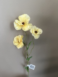 Ranunculus