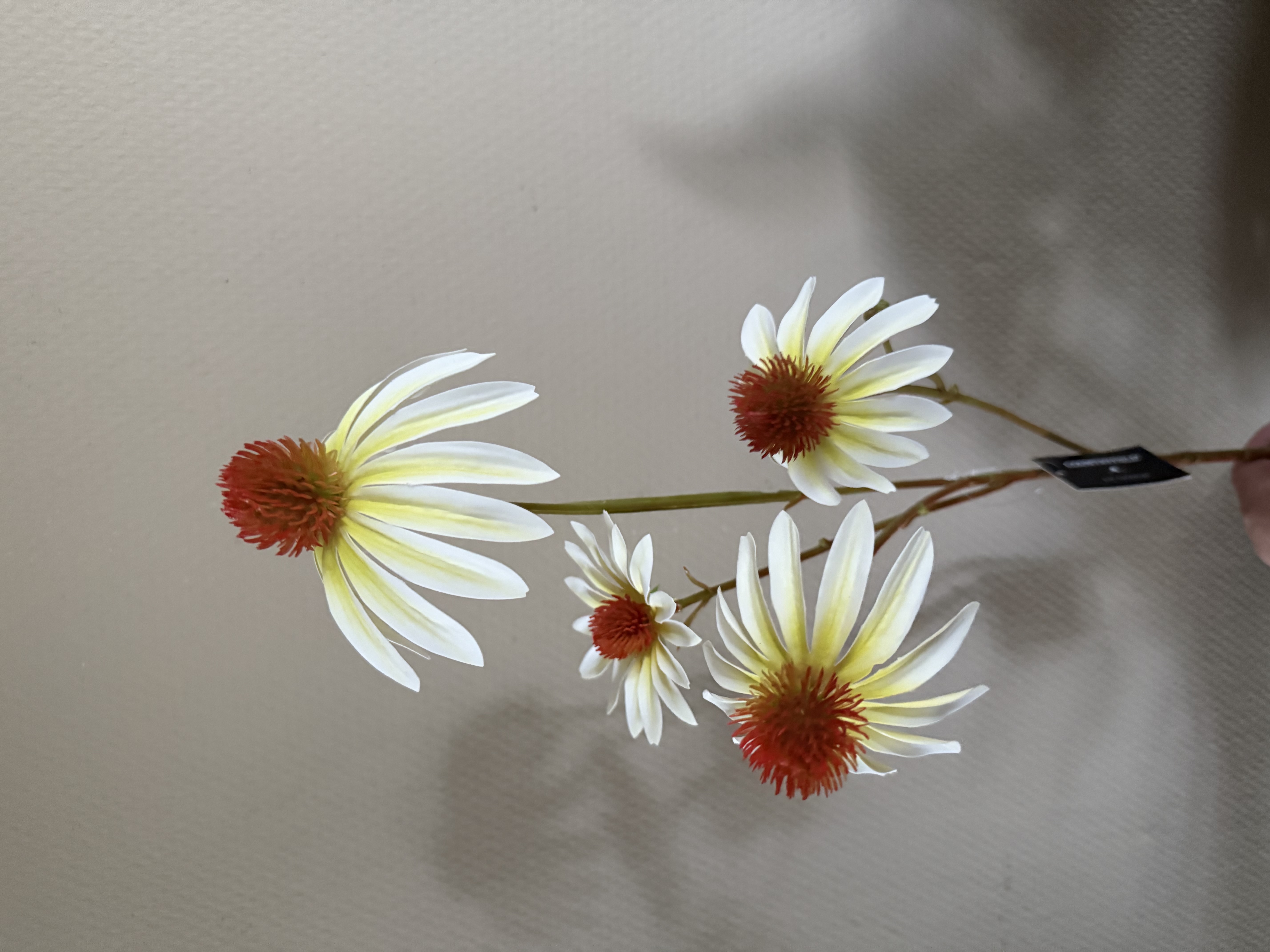 Euchinacea wit