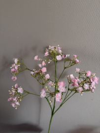 Gypsophilia roze 70 cm