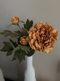 Peony duchess brown