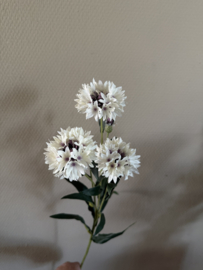 Cornflower 64 cm