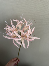 Nerine roze 91 cm