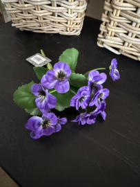 Viooltjes 20 cm purple