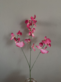 Lathyrus roze