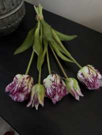 Parrot Tulp Purple nerf 40 cm