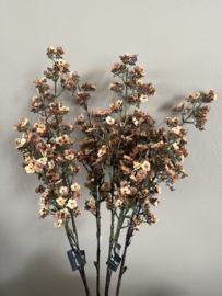 Potentilla apricot