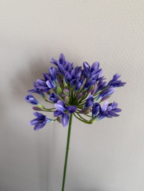 Agapantus paars 75 cm