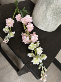 Delphinium pink 85 cm