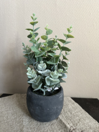 Eucalyptus plant in pot