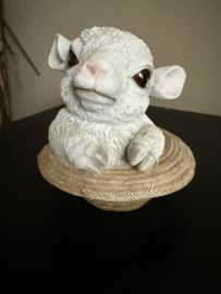 Lammetje in hoed