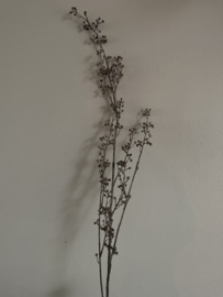 Carpectra ( kleine besjes ) bruin