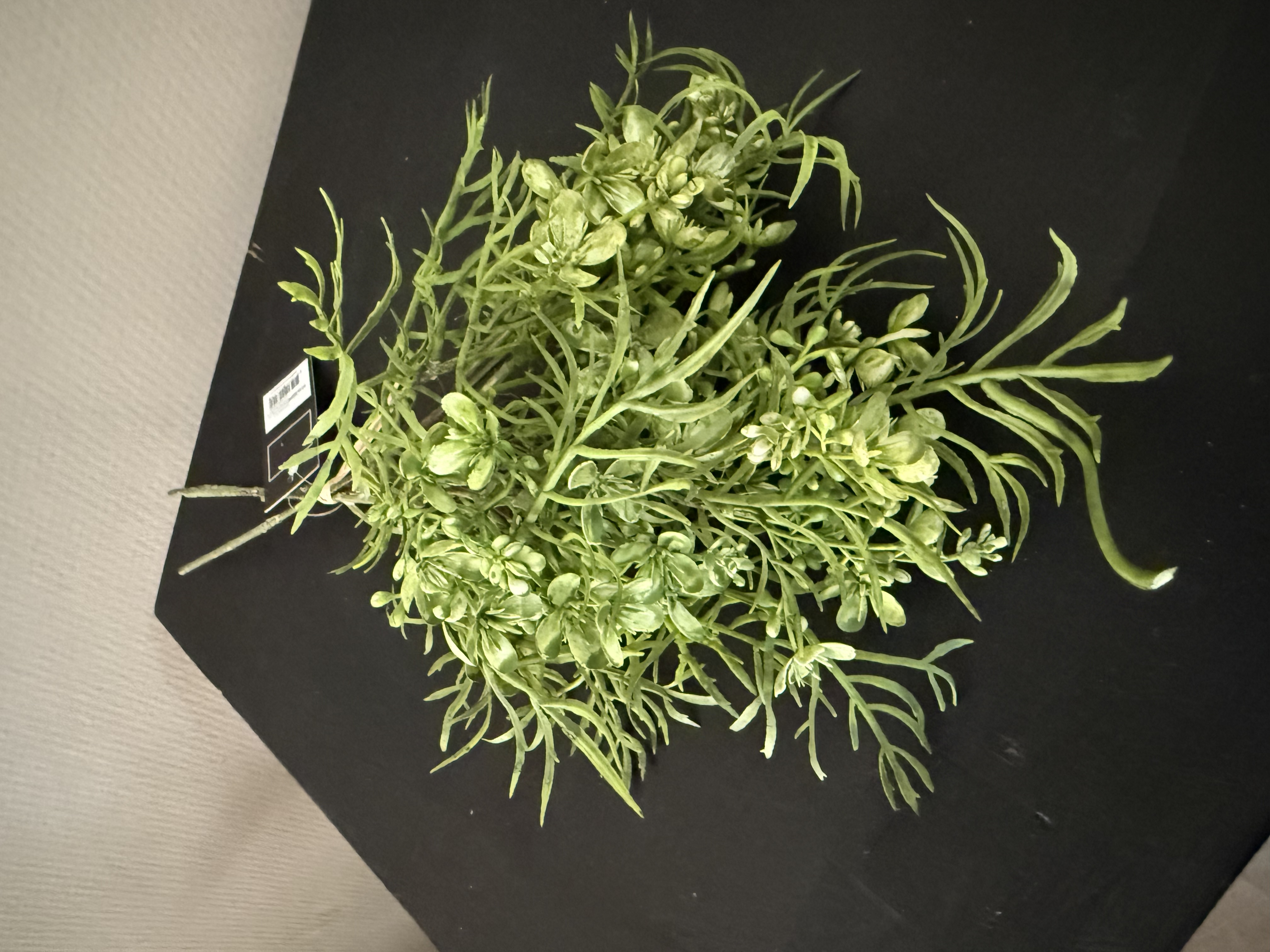 Brassica groen bosje