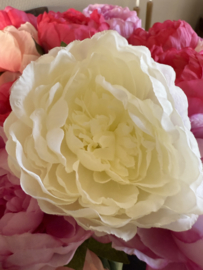 Pioen rozen in 4 kleuren