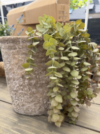 Eucalyptus tak hang op pen