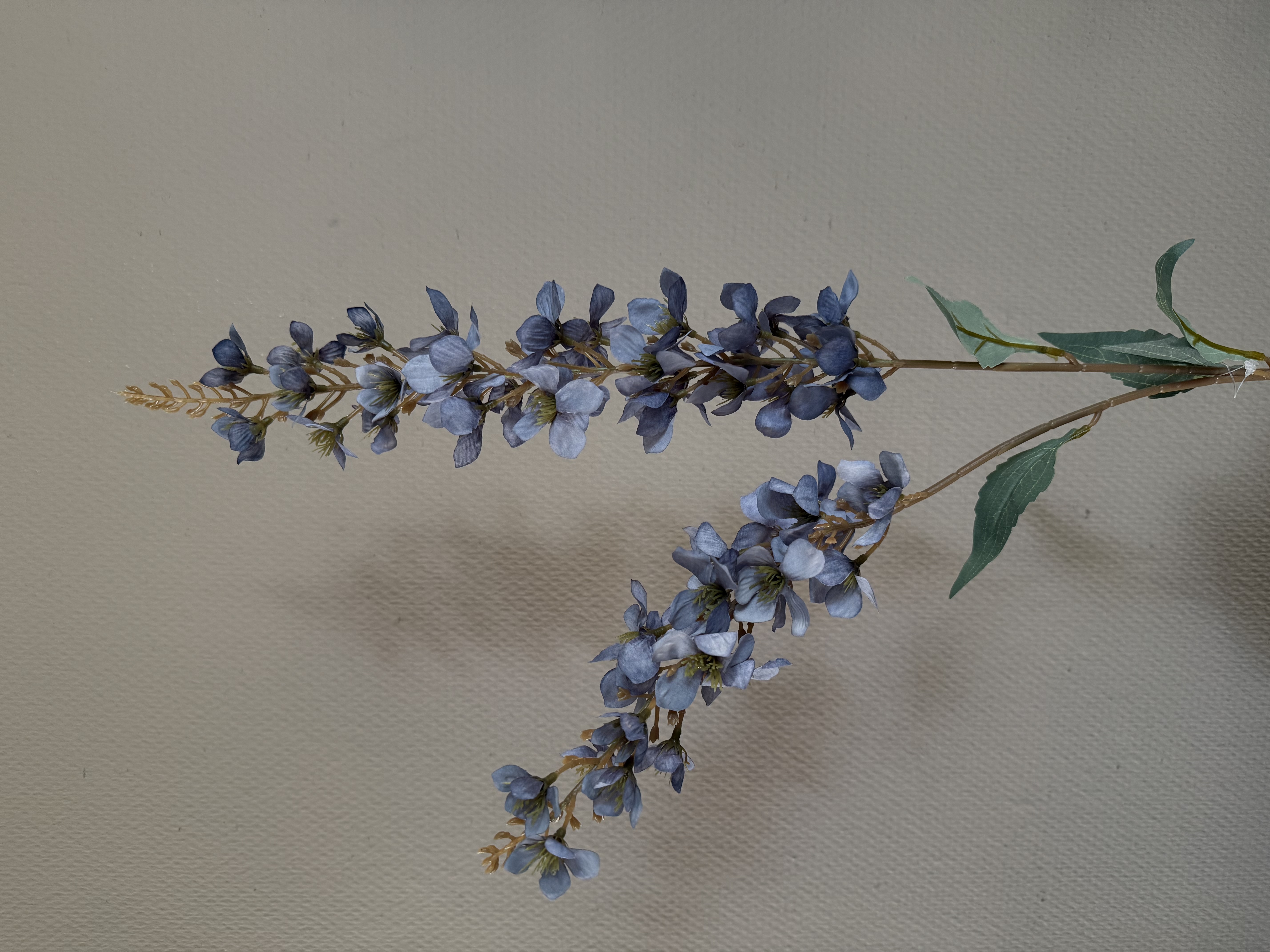 Digitalis Blue