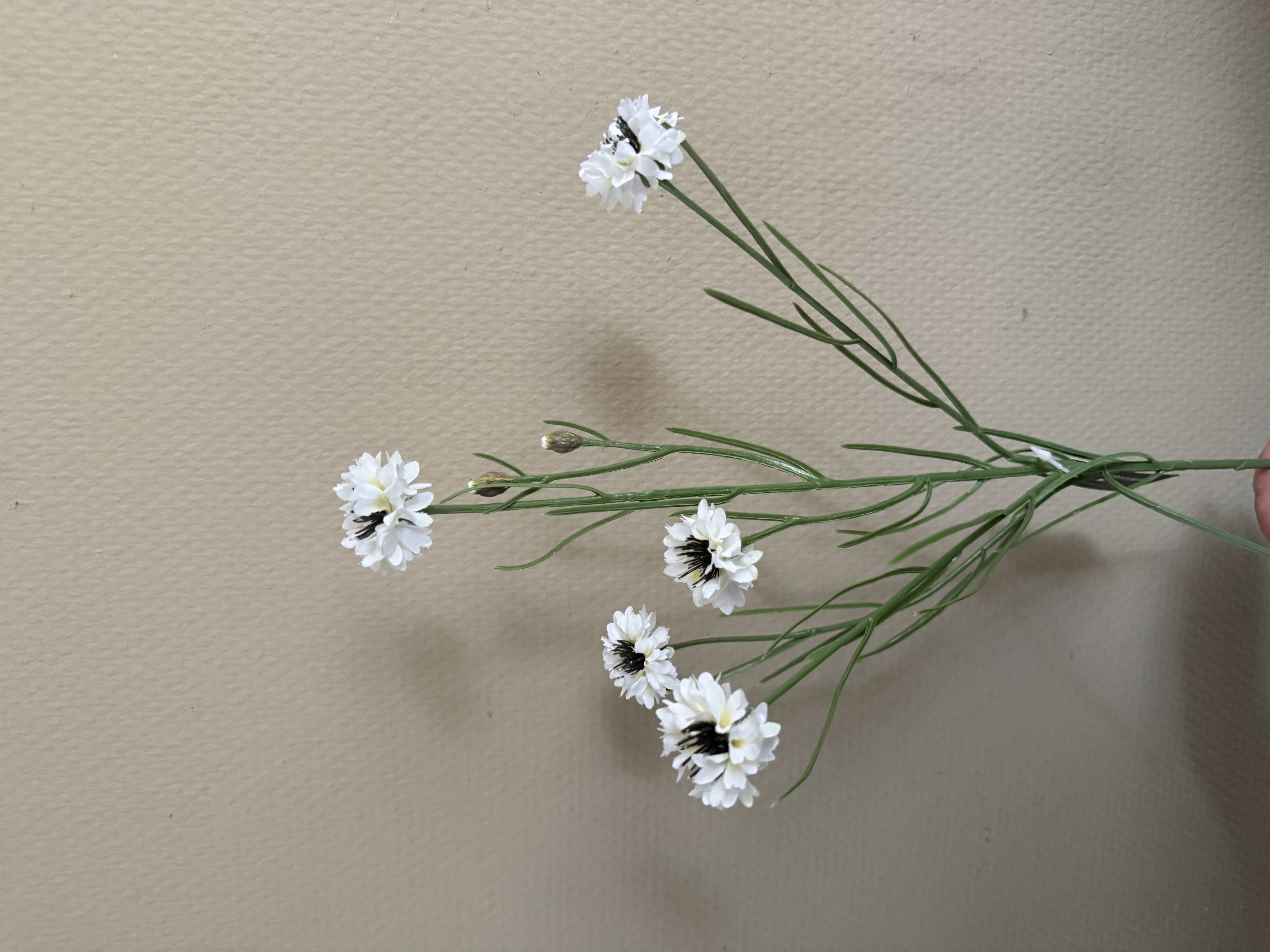 Centaurea cyanus wit